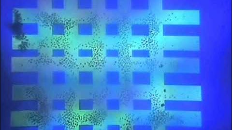 Magnetic Microparticles Concentration-MSCL Lab (Optoelectronic Tweezers, OET)