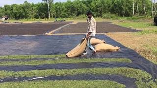 BLACK PEPPER PRODUCTION (SOUTH INDIA)