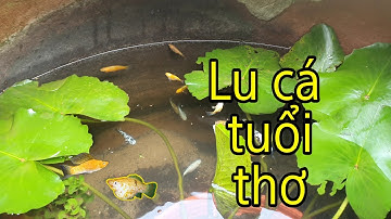 nuôi cá bình tích, cá bảy màu  cá ba đuôi, làm lu cá tuổi thơ