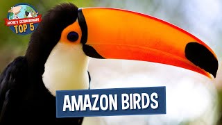 Amazon Birds | Archie's Extraordinary Top 5
