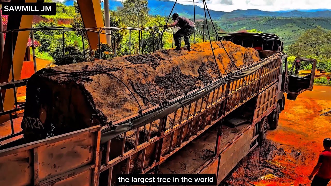 cutting down the world's largest tree - YouTube