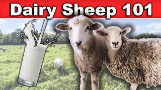 RAISING DAIRY SHEEP FOR BEGINNERS (small-scale) | Sheep Milk Farming Breeds East Fresian Awassi by the Shepherdess 16,562 views 8 months ago 24 minutes