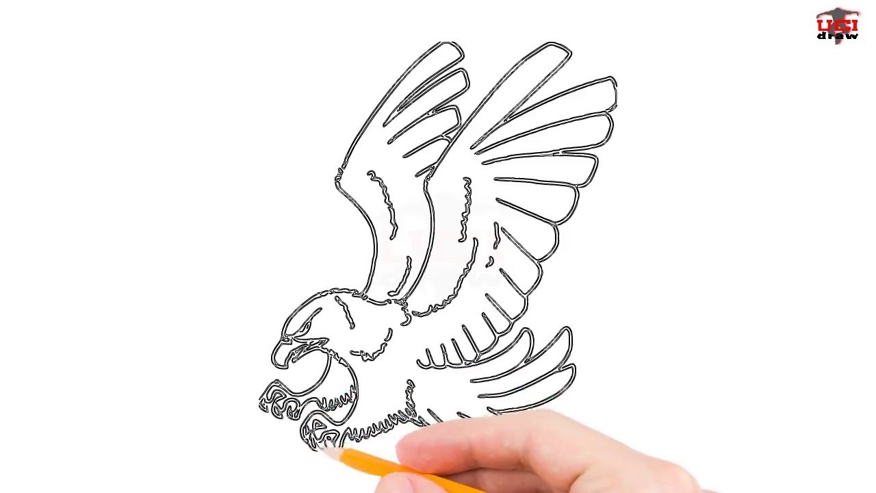 How to Draw a Hawk Step by Step Easy for Beginners/Kids – Simple Hawks