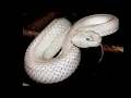 White viper