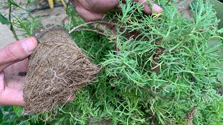 كيف نزرع أهم الأعشاب الطبية بالمنزل زعتر البر الشيح الجبلي أو البعيثران  زراعة عناية وإكثار