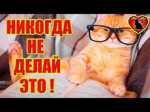 6 ошибок хозяина, которые сокращают жизнь кошки!!!