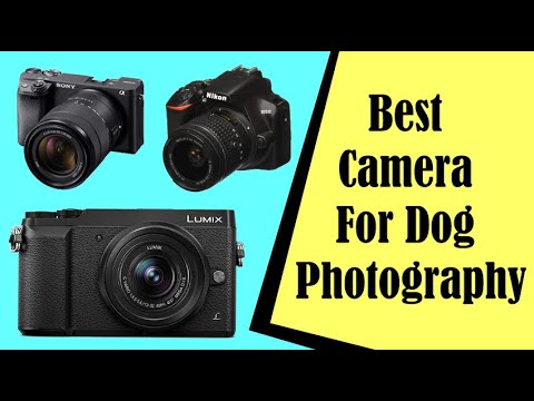 Video: 25 af de største / værste panoramiske hundebilleder, som amatørfotografer skal tilbyde