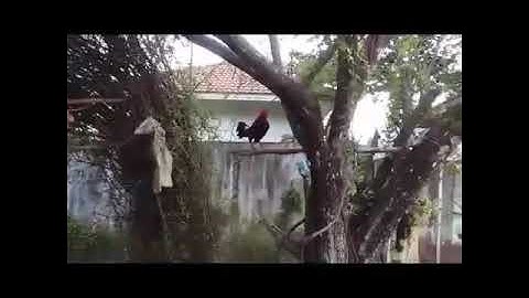 Ntsuag lau qaib qus phaum 2 qua zoo