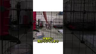 本能に勝った子わんこ