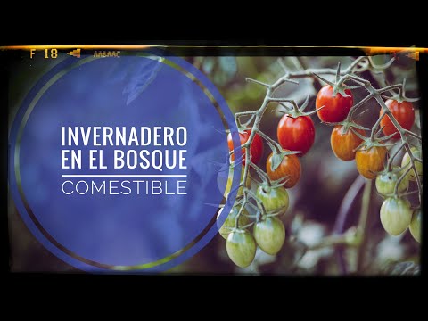 Os enseño el INVERNADERO del bosque comestible: 🍅 tomates, pimientos, 🥬lechugas, en menos de 10 m²