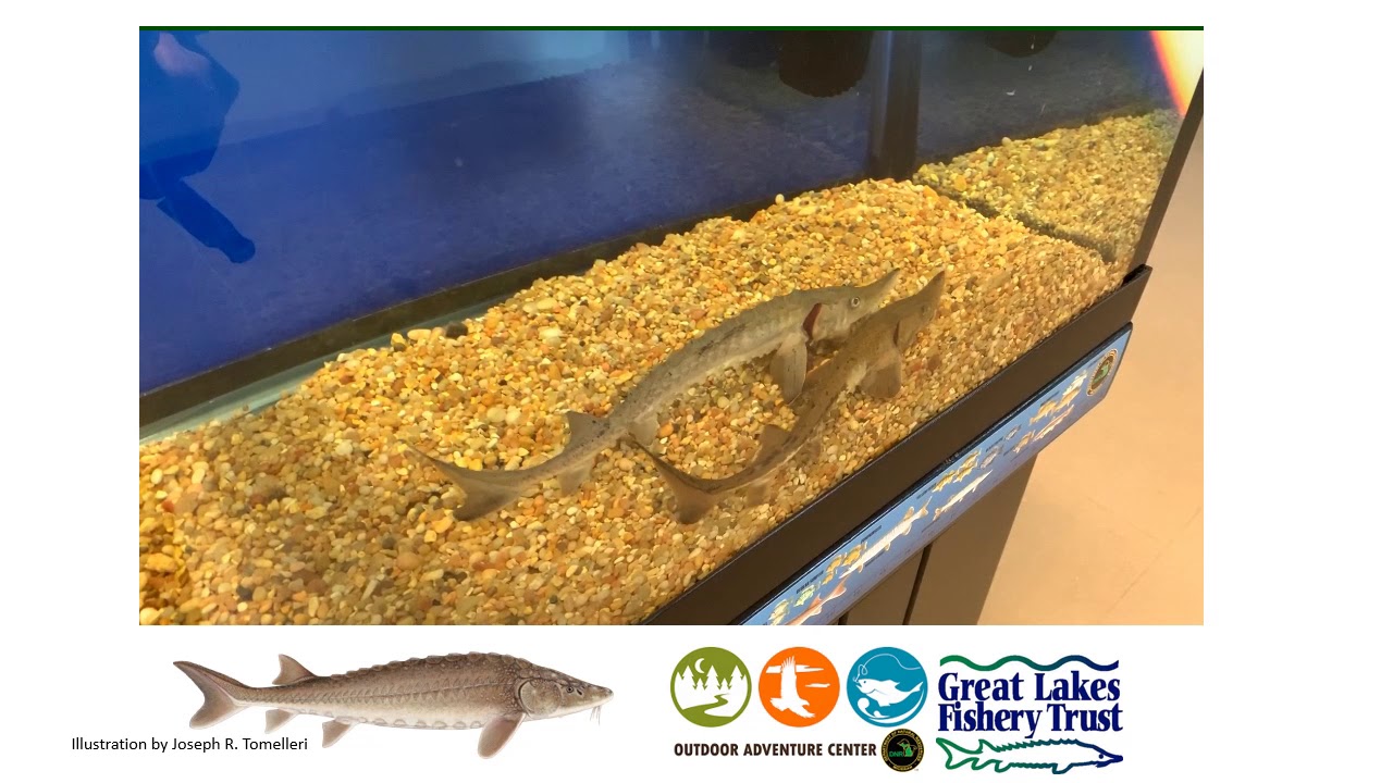 Story of the Sturgeon Part 1