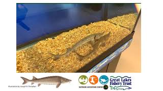 Story of the Sturgeon Part 1
