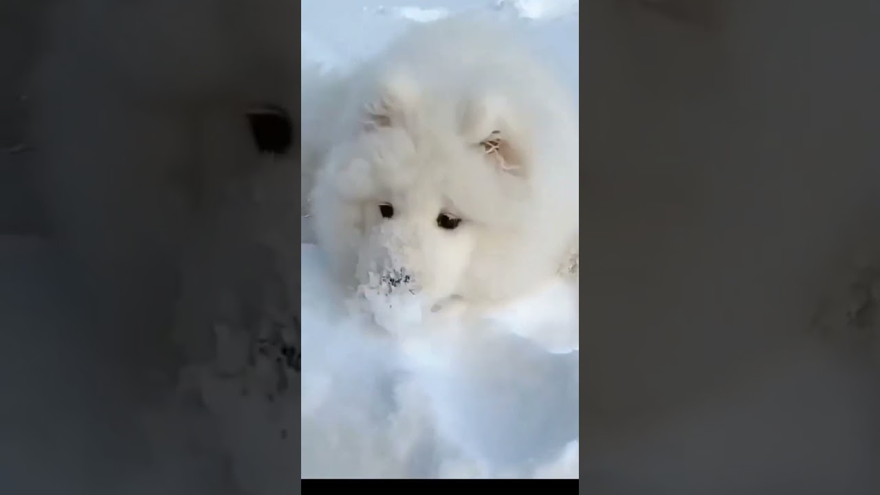 😚Samoyed playing in the snow 🎄