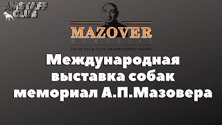 Выставка собак в крокус экспо, Мазовер. Dog show, Mazover Memorial. Выставки а Москве. Амстафф клуб Выставка собак в крокус экспо, Мазовер. Dog show, Mazover Memorial. Выставки а Москве. Амстафф клуб