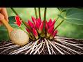 Just 1 Spoon a Week! Anthurium Grows Healthy and Blooms All Year Naturally
