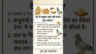 घर में कबूतर क्यों नहीं बसने देना चाहिए । #astrology #motivation #jaimahakal #vastu #facts #shorts