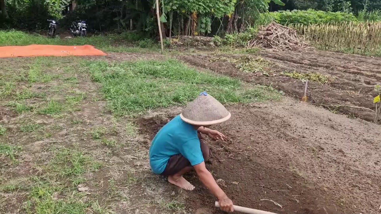 SATISFYING FARMING TECHNIQUE SPREADING SOIL EVENLY AFTER PLANTING KALE SEEDS! -Agriculture Farming