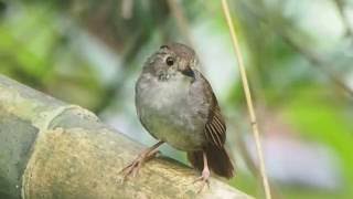 1050626汐止山區頭烏線唱歌