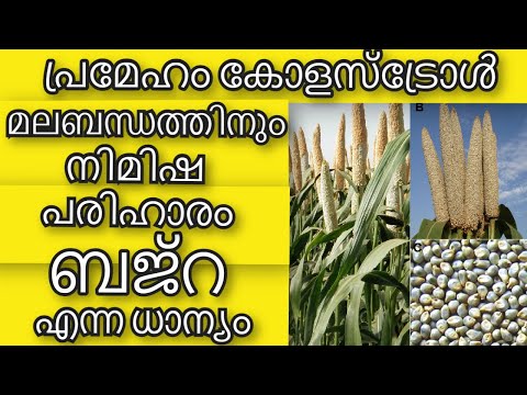 മികച്ച ദഹനത്തിനും മലബന്ധത്തിനും ബജ്റ നിമിഷ പരിഹാരം | Health Benefit of Bajra | Health Tips Malayalam