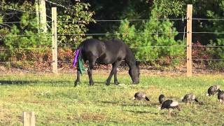 My friesian mare and her friends