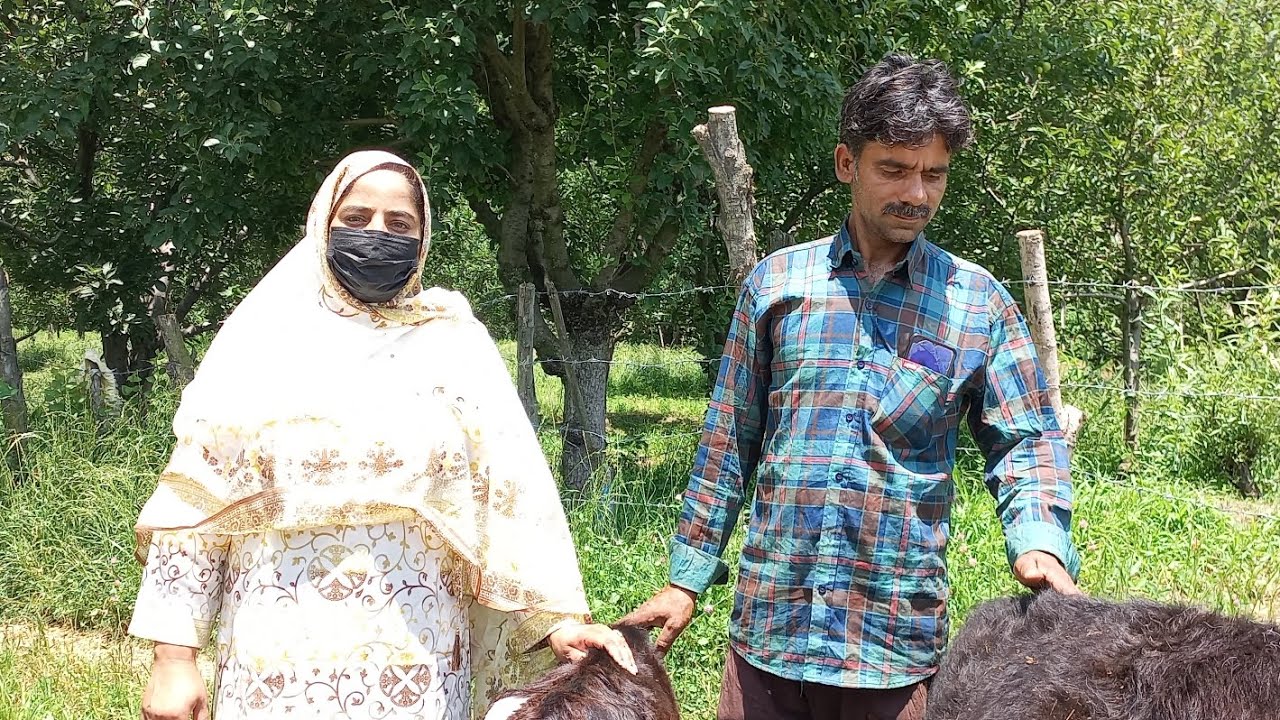 Meet Successful Female Dairy Famer Masrat Jan from Anantnag District ###