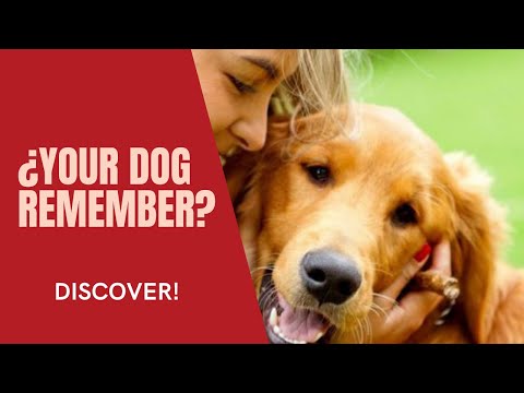 Video: Kaip ilgai yra šunų atmintis?