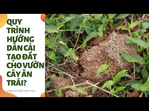 Video: Hàm Lượng đất Trong Vườn Cây ăn Quả