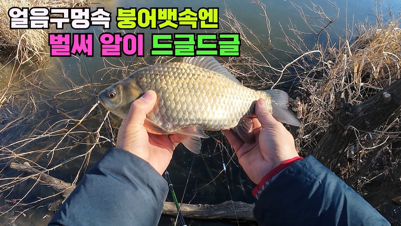 얼음구멍속 붕어뱃속엔 벌써 알이 드글드글 합니다!! 구멍치기 얼음낚시