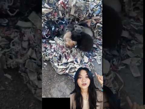 Video: Gaya Anak Anjing