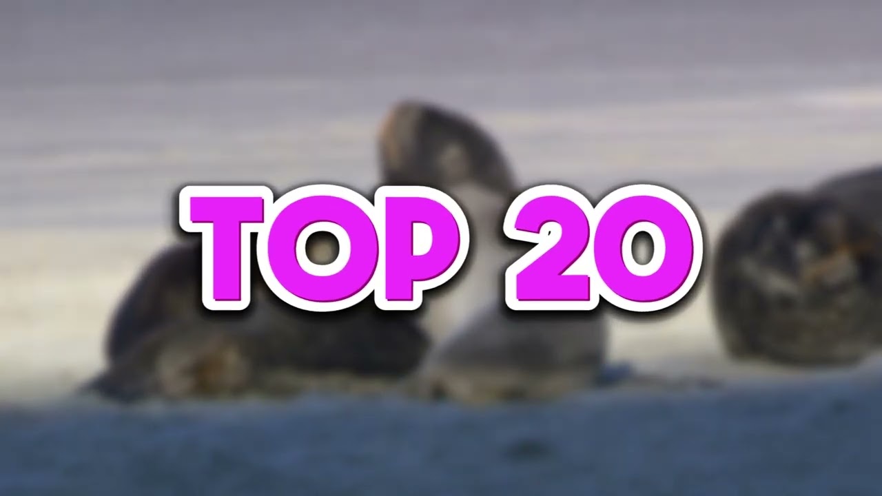 top 10 galos