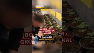 Правоохоронці викрили міжрегіональну групу, яка вирощувала та продавала психотропні рослини