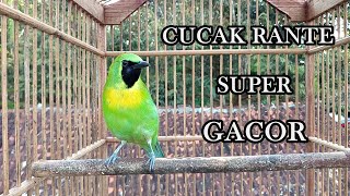 CUCAK RANTE SUPER GACOR