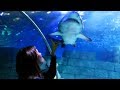 Sea life Istanbul aquarium. Аквариум в Стамбуле Sea life Istanbul в ТЦ Forum Istanbul