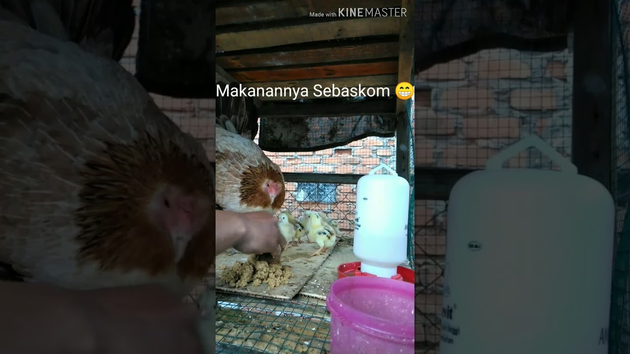 MAKAN SIANG BIAR CEPAT BESAR | PETERNAK AYAM PEMULA 