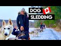 What DOG SLEDDING is REALLY like | Siberian Huskies | Toronto Canada