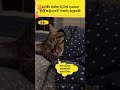 ගොරවහං කොල්ලෝ ගොරවහං🤣🤣cat#funnyanimals#funny#cute#srilanka#shorts#short#trendingshorts#lankan#cats