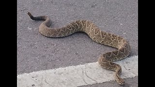 Cascabel cruzando la ruta Zona de Chaco