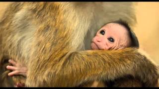 O Reino Dos Primatas Doentário - Trailer Original