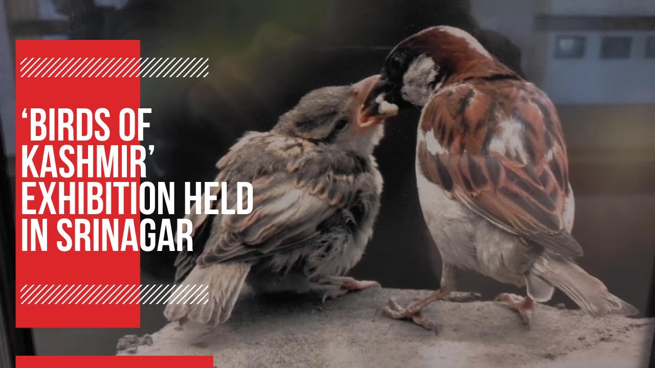 ‘Birds of Kashmir’ exhibition held in Srinagar YouTube