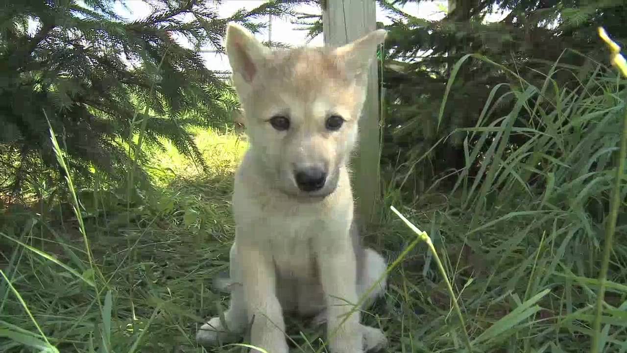 Wolf Park Week - June 6, 2010