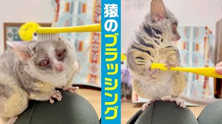 順番にブラッシングされにやってくる猿たち！Monkeys come to be brushed in turn