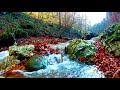 Gentle Water Stream (Autumn). Relaxing Nature Sounds-No Birds. (10 Hours) White Noise for Sleeping