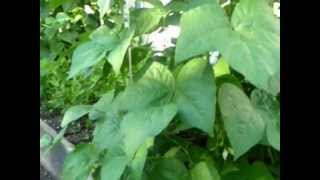 Growing Green Beans