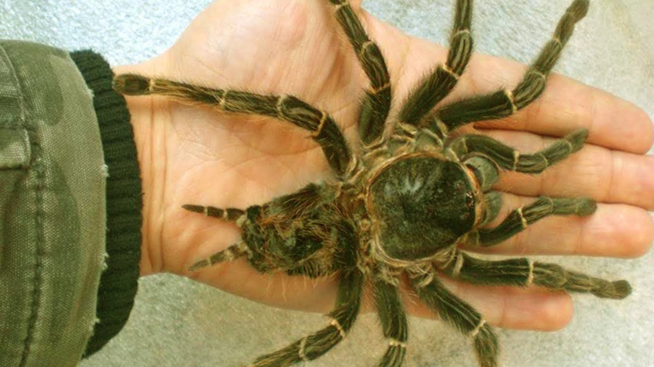 Пауки израиля Пауки израиля