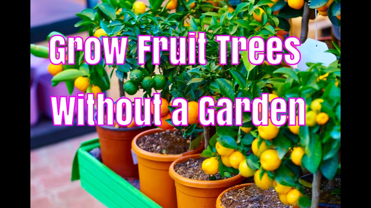 How to grow fruit without a garden. Home gardeners spring 2026.