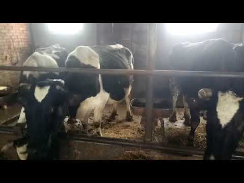 Video: Ветеринардык чыгымдарды төлөөнүн 5 жолу