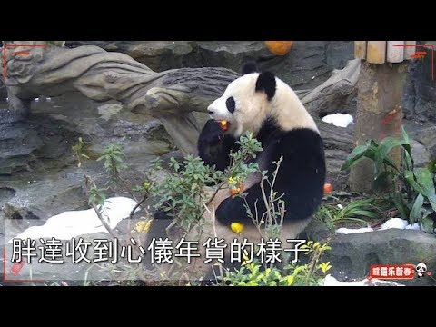 《熊貓早晚安》胖達收到心儀年貨的樣子 | iPanda