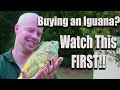 Buying a Pet Iguana? 5 Things to Consider FIRST!!