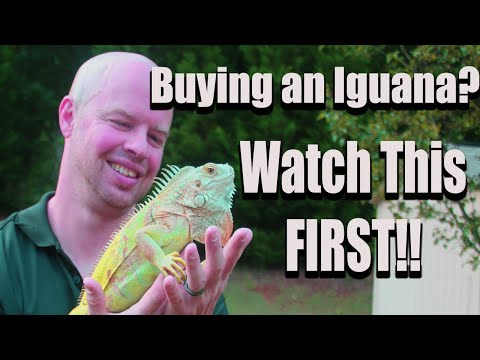 Video: 11 věcí, které je třeba zvážit před přijetím Pet Green Iguana