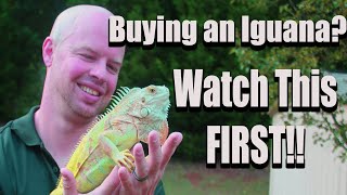 Buying a Pet Iguana? 5 Things to Consider FIRST!!